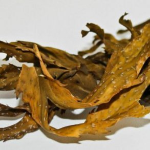 Dansk savtang - trret