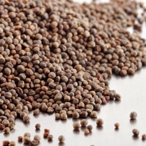 broccolifr - kologiske spirefr 