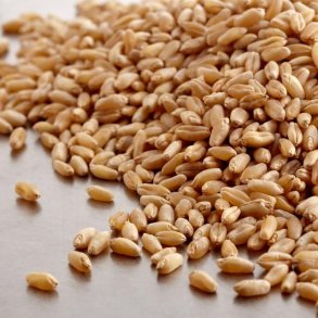 byggrskerner - kologiske 