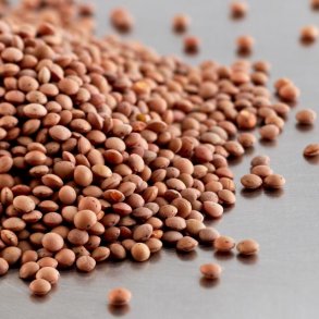 rde linsefr - kologiske spirefr 