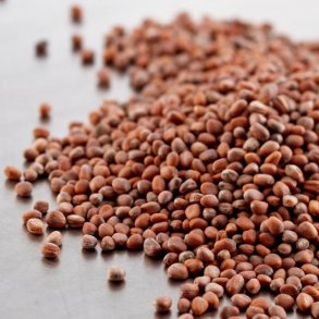 radisefr - kologiske spirefr 