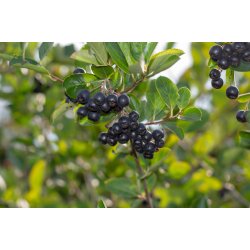kologisk aronia-most 3,0 L